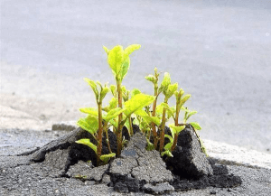 Žolė prasiveržė pro asfaltą